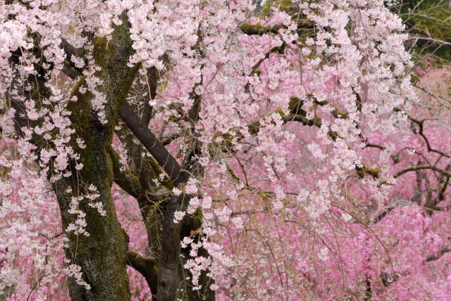 京都御所 桜の開花状況と見頃はいつ？