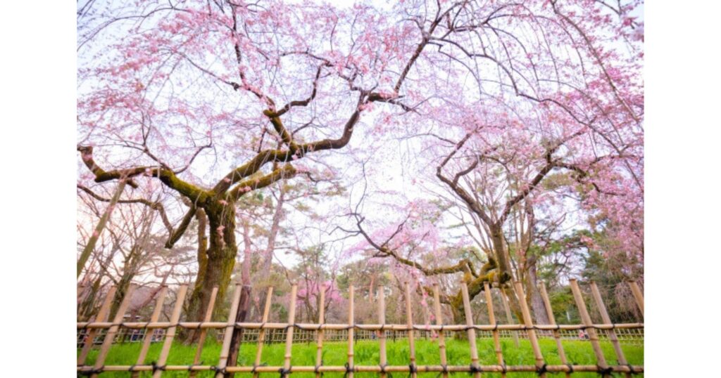 多種多様な桜が咲き誇る京都御所