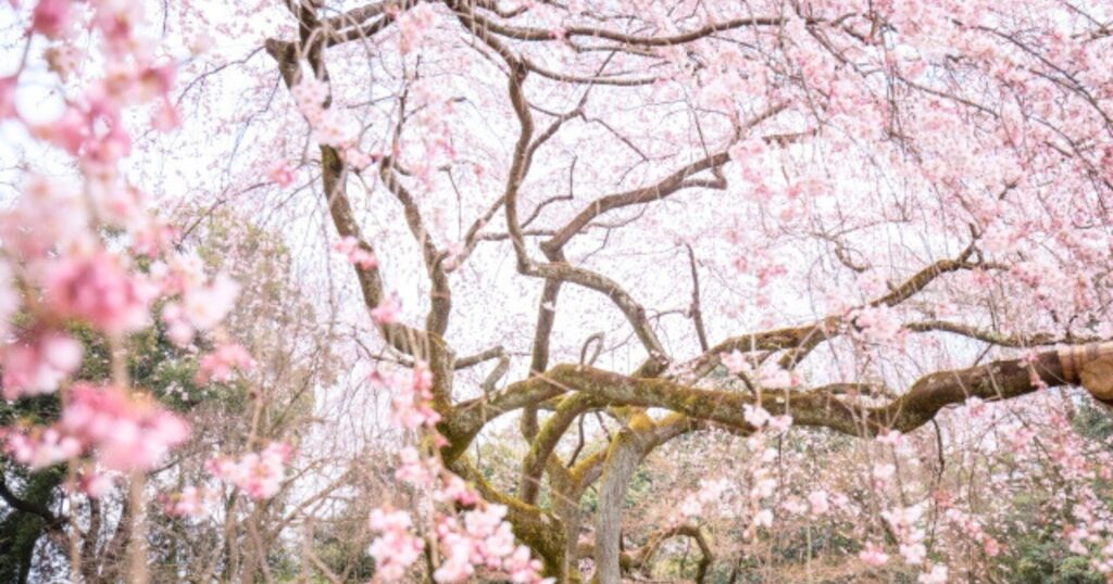 京都御所の桜の魅力と名所である理由