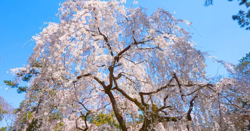 京都御所のしだれ桜の場所・絶景スポット