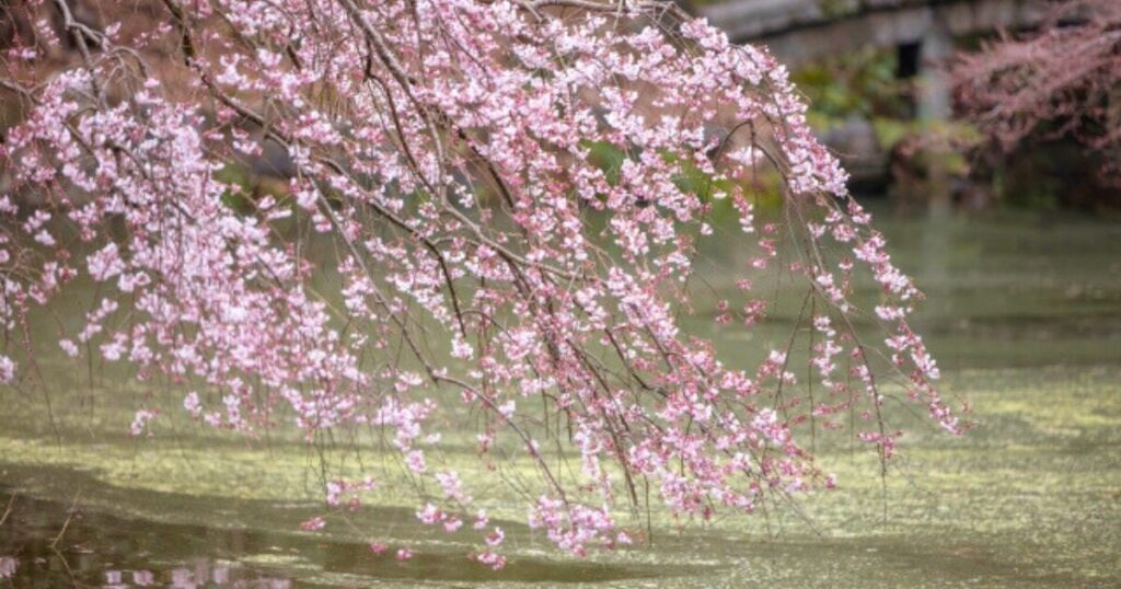 出水の小川の桜