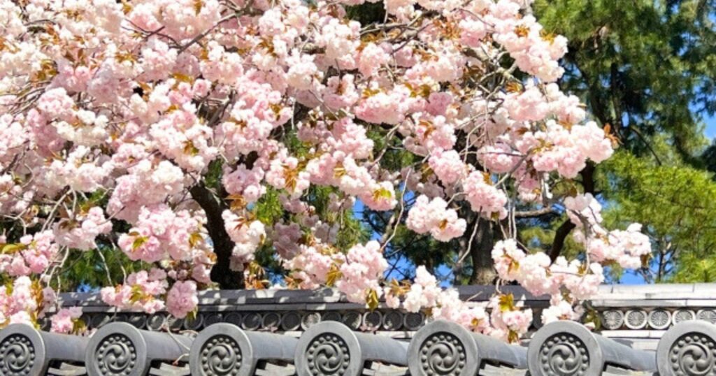 桜の種類ごとの開花スケジュール