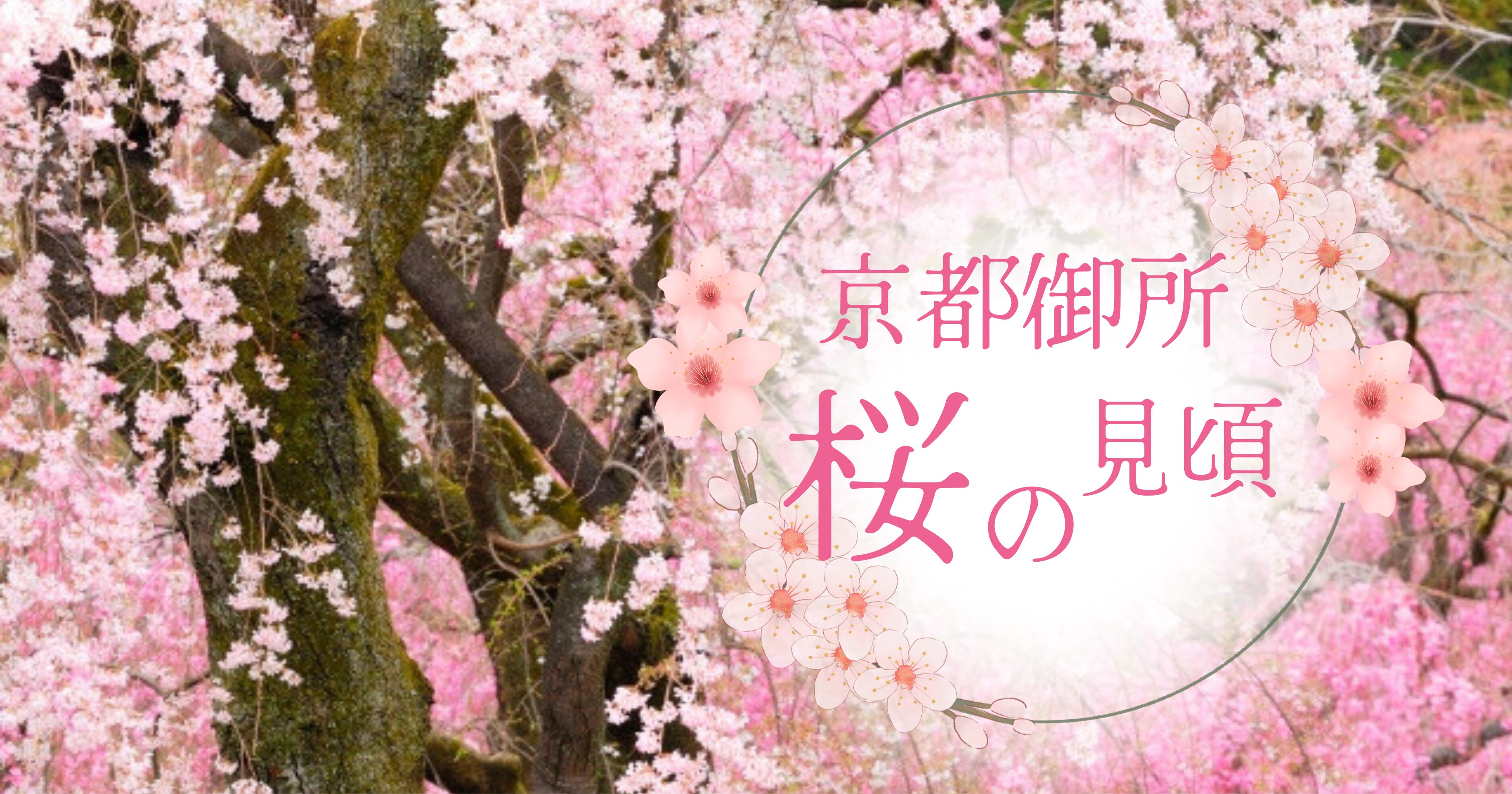 【京都御所 桜】見頃や開花状況は？しだれ桜の場所や穴場も完全ガイド